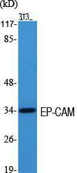 Western blot analysis of various cells using Anti-TACD1 Antibody