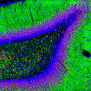 Immunofluorescent analysis of a section of adult rat hippocampus stained using Anti-NeuN Antibody (A270544), at a dilution of 1:2,000, in re