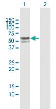 Anti-FUCA1 Rabbit Polyclonal Antibody