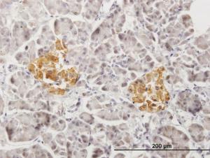 Anti-PTPRN2 Mouse Polyclonal Antibody