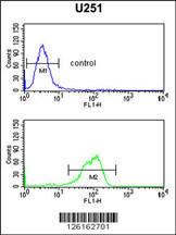 Anti-IL5RA Rabbit Polyclonal Antibody (FITC (Fluorescein Isothiocyanate))