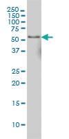 Anti-NFIC Mouse Monoclonal Antibody [clone: 2C3]