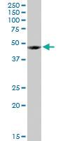 Anti-FUCA1 Rabbit Polyclonal Antibody