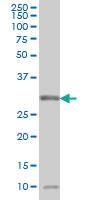 Anti-MPG Mouse Monoclonal Antibody [clone: 1G6]