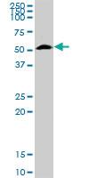 Anti-FUCA1 Rabbit Polyclonal Antibody