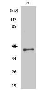 Western blot analysis of various cells using Anti-LUC7L2 Antibody