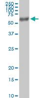 Anti-FUCA1 Rabbit Polyclonal Antibody