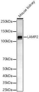 Western blot analysis of Mouse kidney, using Anti-LAMP2 Antibody (A8983) at 1:2,000 dilution. The secondary antibody was Goat Anti-Rabbit IgG H&L Antibody (HRP) at 1:10,000 dilution.