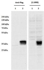 HEK293 overexpressing Human CCDC3 with C-terminal tag (DYKDDDDK) and probed with anti-DYKDDDDK in the left panel and with Anti-CCDC3 Antibody (A85114) (0.5µg/ml) in the right panel (empty vector transfection in first lanes)