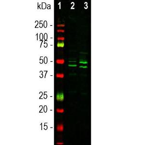 Western blot analysis of whole brai