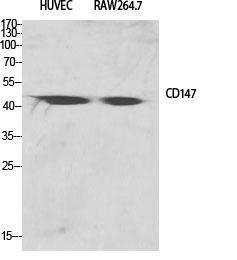 Western blot analysis of various cells using Anti-CD147 Antibody