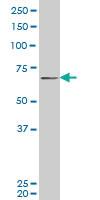 Anti-PASD1 Mouse Monoclonal Antibody [clone: 3C1]