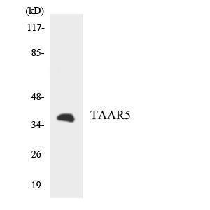 Western blot analysis of the lysates from HUVEC cells using Anti-TAAR5 Antibody