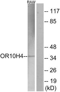 Western blot analysis of lysates from RAW264.7 cells using Anti-OR10H4 Antibody. The right hand lane represents a negative control, where the antibody is blocked by the immunising peptide