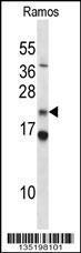 Anti-COPS8 Rabbit Polyclonal Antibody (APC (Allophycocyanin))