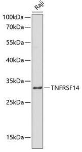 Western blot analysis of extracts of Raji cells, using Anti-TNFRSF14/HVEM Antibody (A8984) at 1:1,000 dilution