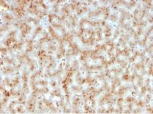 Immunohistochemical analysis of formalin-fixed, paraffin-embedded human liver tissue using Anti-Haptoglobin Antibody [HP/3835] at 2 µg/ml