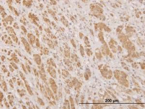 Anti-MPG Mouse Monoclonal Antibody [clone: 1G6]