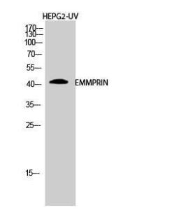 Western blot analysis of HEPG2 UV cells using Anti-CD147 Antibody