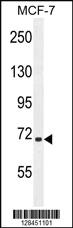 Anti-SEL1L Rabbit Polyclonal Antibody