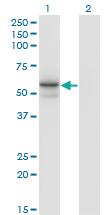 Anti-FUCA1 Mouse Monoclonal Antibody [clone: 1D4]