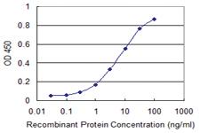 Anti-PTPRN2 Mouse Monoclonal Antibody [clone: 1C5]