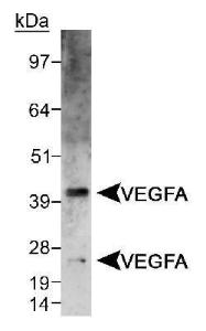 Anti-S-arrestin Mouse Monoclonal Antibody [clone: PDS-1]