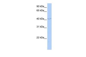 Anti-FAM50B Rabbit Polyclonal Antibody