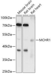 Anti-MCHR-1 Rabbit Polyclonal Antibody