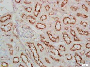 Anti-Fx1A Rabbit Polyclonal Antibody