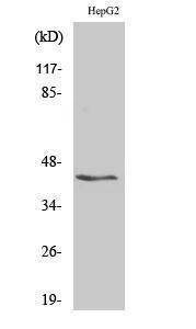 Western blot analysis of various cells using Anti-KCNAB3 Antibody