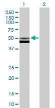 Anti-FUCA2 Mouse Polyclonal Antibody