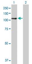 Anti-LARP4 Mouse Polyclonal Antibody