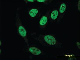 Anti-PASD1 Mouse Monoclonal Antibody [clone: 3C1]