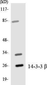 Anti-14-3-3 beta + zeta Rabbit Polyclonal Antibody