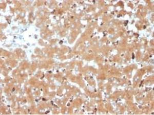 Immunohistochemical analysis of formalin-fixed, paraffin-embedded human liver tissue using Anti-Haptoglobin Antibody [HP/3835] at 2 µg/ml