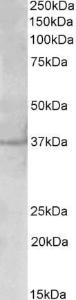 Anti-PLK5 Antibody (A85116) (2 µg/ml) staining of Cerebral Cortex ysate (35 µg protein in RIPA buffer). Primary incubation was 1 hour. Detected by chemilu minescence