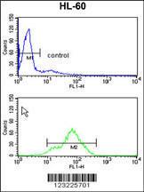 Anti-TSPAN1 Rabbit Polyclonal Antibody (Biotin)