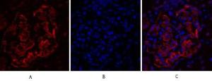 Antibody anti-DNMT3B A98383-100 100 µg