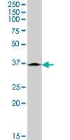 Anti-CTSK Goat Polyclonal Antibody