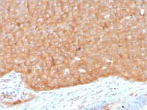 Immunohistochemical analysis of formalin-fixed, paraffin-embedded human pancreas using Anti-HSP90 beta Antibody [HSP90AB1/3951]