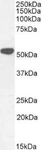 Antibody anti-KATNAL2 100 µg