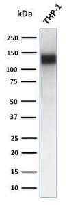 Western blot analysis of human THP-1 cell lysate using Anti-CD31 Antibody [JC/70A]