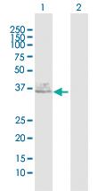 Anti-FUT1 Rabbit Polyclonal Antibody