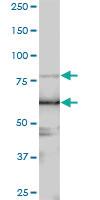 Anti-LARP4 Mouse Polyclonal Antibody