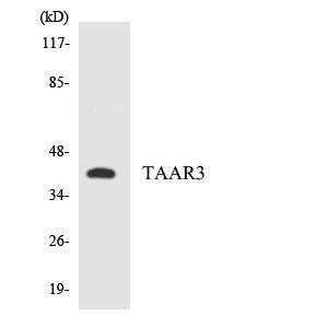 Western blot analysis of the lysates from HepG2 cells using Anti-TAAR3 Antibody