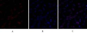 Antibody anti-DNMT3B A98383-100 100 µg