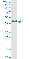 Anti-FUT1 Rabbit Polyclonal Antibody