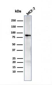 Western blot analysis of MCF-7 cell lysate using Anti-HSP90 beta Antibody [HSP90AB1/3951]