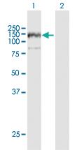 Anti-ANKFY1 Mouse Polyclonal Antibody